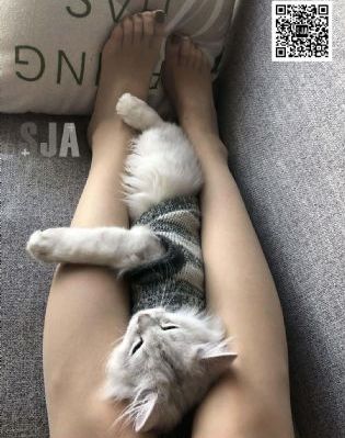 侠盗杰克